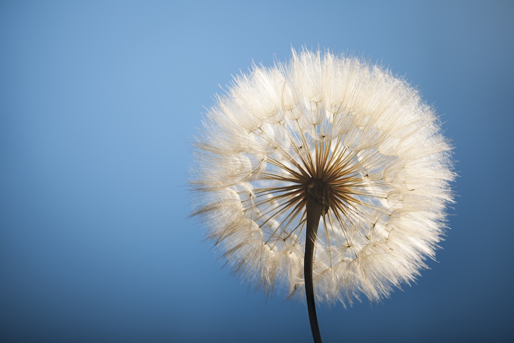 AdobeStock_100002934 crop.jpeg